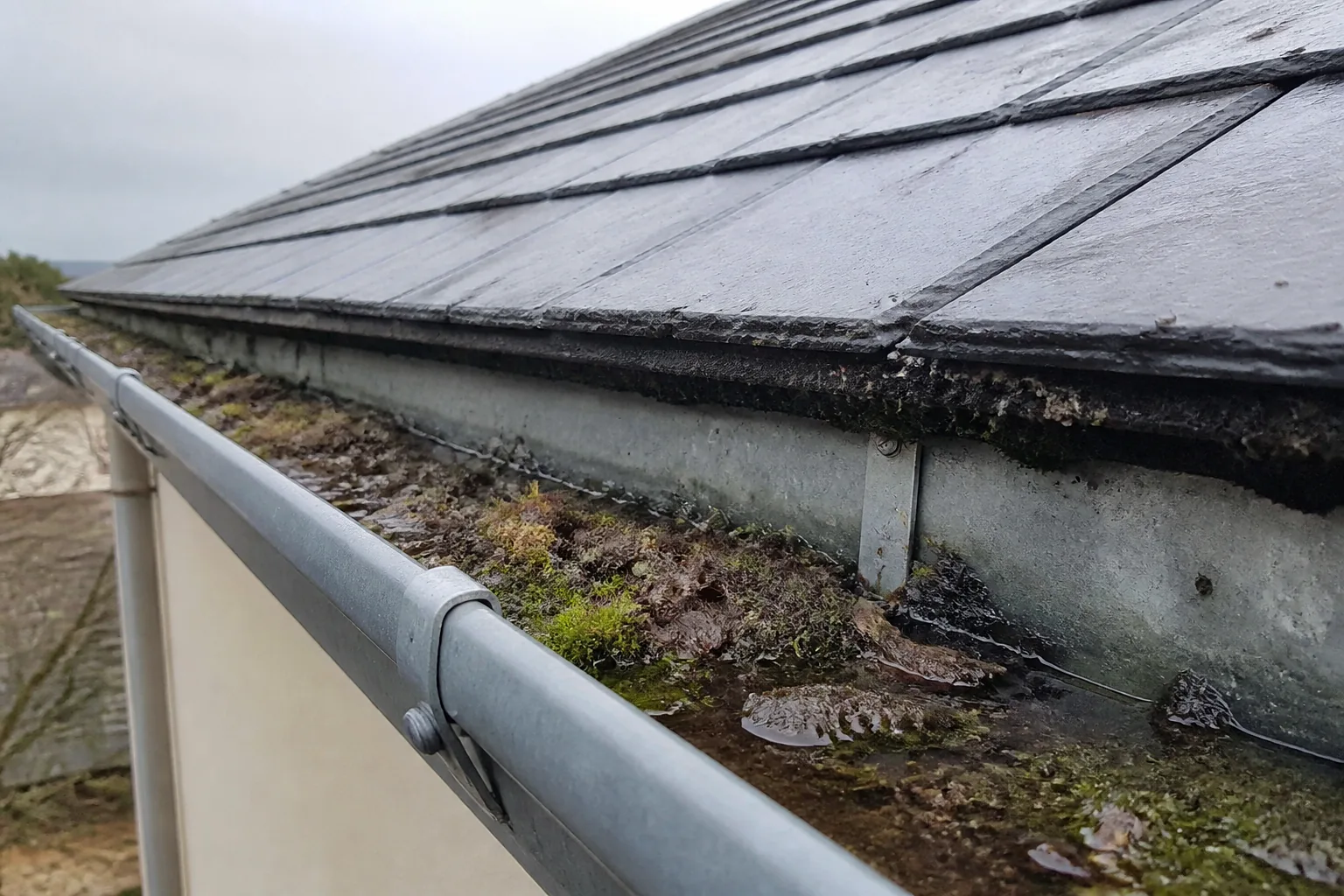 Gouttière en zinc engorgée de feuilles mortes, de mousse et de limon, avec de l’eau stagnante, le long d’une toiture en ardoise